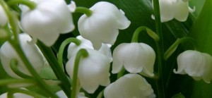 muguet-premier-mai