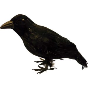 Corbeau