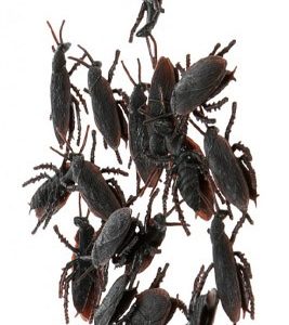 Sachet 12 Cafards